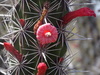 Octopus Cactus - Photo (c) Aaron Balam, all rights reserved, uploaded by Aaron Balam