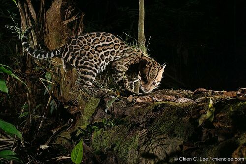 Ocelot