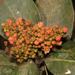 Mauria simplicifolia - Photo (c) Ruth Ripley, όλα τα δικαιώματα διατηρούνται, uploaded by Ruth Ripley