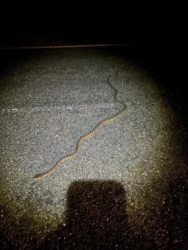 Australian Scrub Python sighting