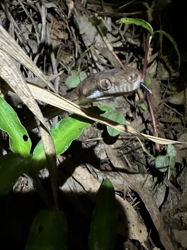 Australian Scrub Python sighting