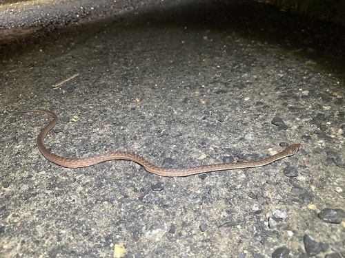 Australian Scrub Python sighting