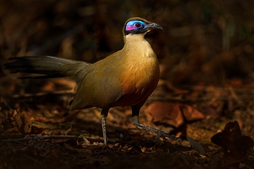 Giant Coua
