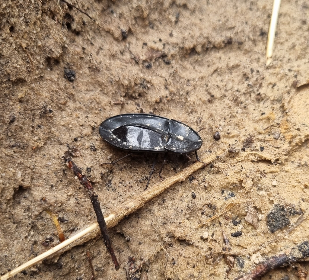 Piedish Beetles from The Coorong, AUSA, AU on February 25, 2023 at 02