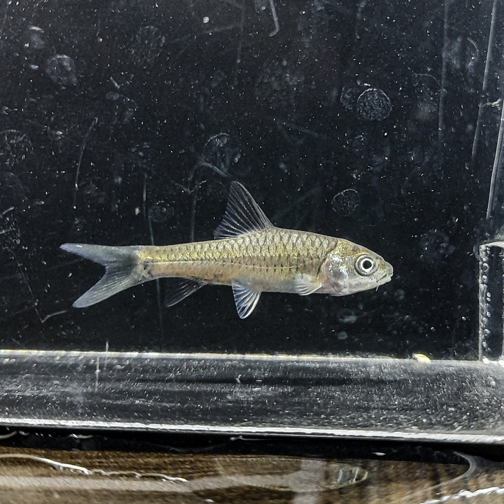 Neolissochilus longipinnis from Cikadongdong River Tubing on August 2
