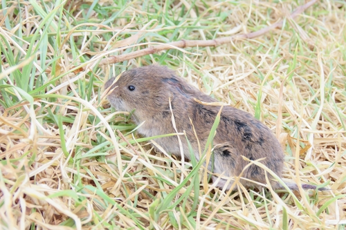 Cabrera's vole