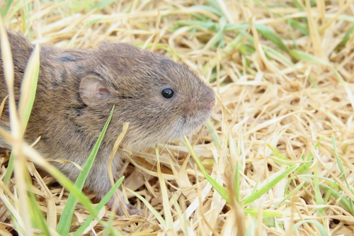 Cabrera's vole