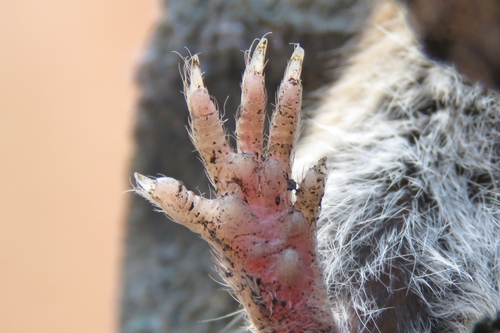 Cabrera's vole