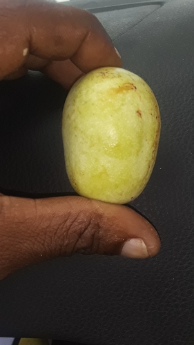 Marula