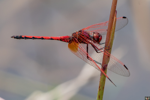 Red-veined Dropwing