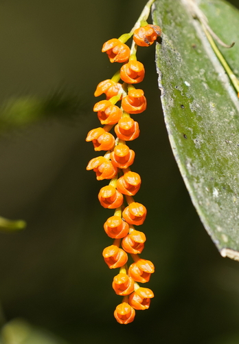 Truncate Pleurothallis
