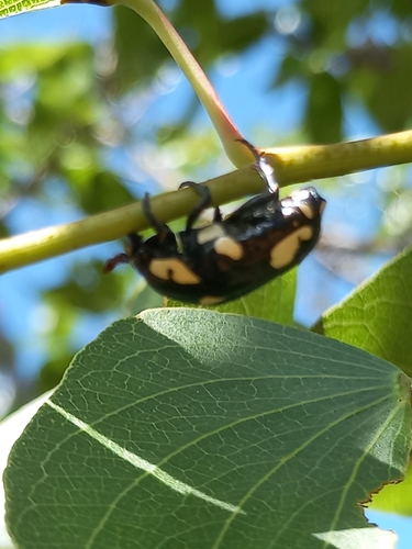 Brachymacroma emarginicollis