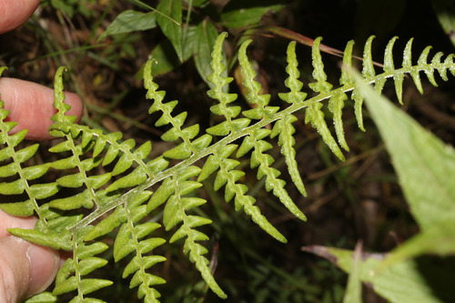 Pityrogramma chrysoconia