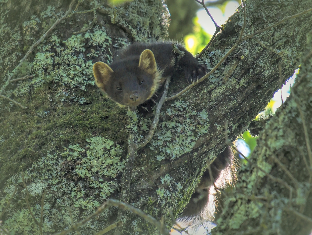 Eurasian Pine Marten from Gabarret on May 25, 2020 at 05:51 PM by ...