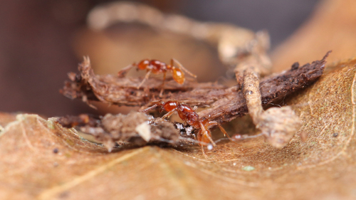 扁节内瓦蚁Neivamyrmex compressinodis