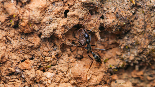 Complex Leptogenys luederwaldti · iNaturalist
