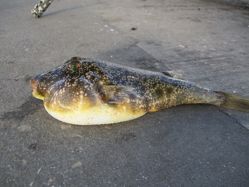 Southern Puffer