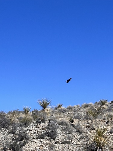 Chihuahuan Raven