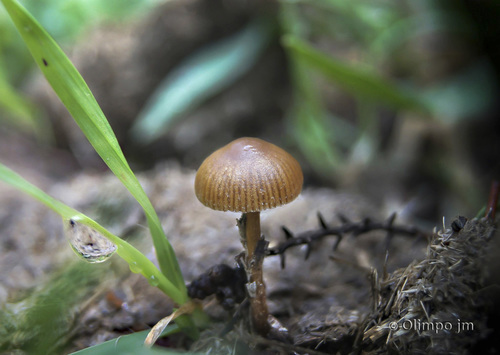 dung-loving Deconica