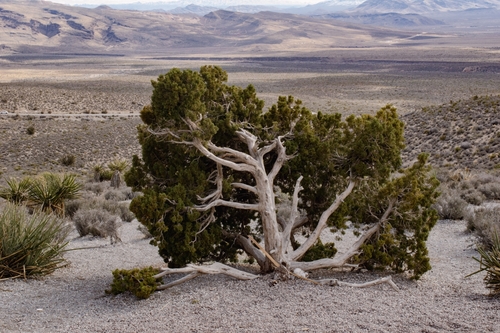 Utah Juniper