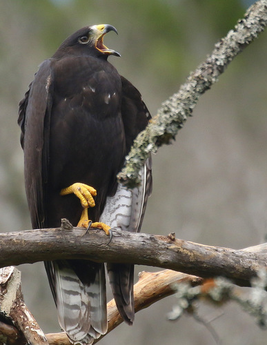 Zone-tailed Hawk