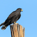 Buteo albonotatus - Photo (c) Chris McCreedy, כל הזכויות שמורות, הועלה על ידי Chris McCreedy