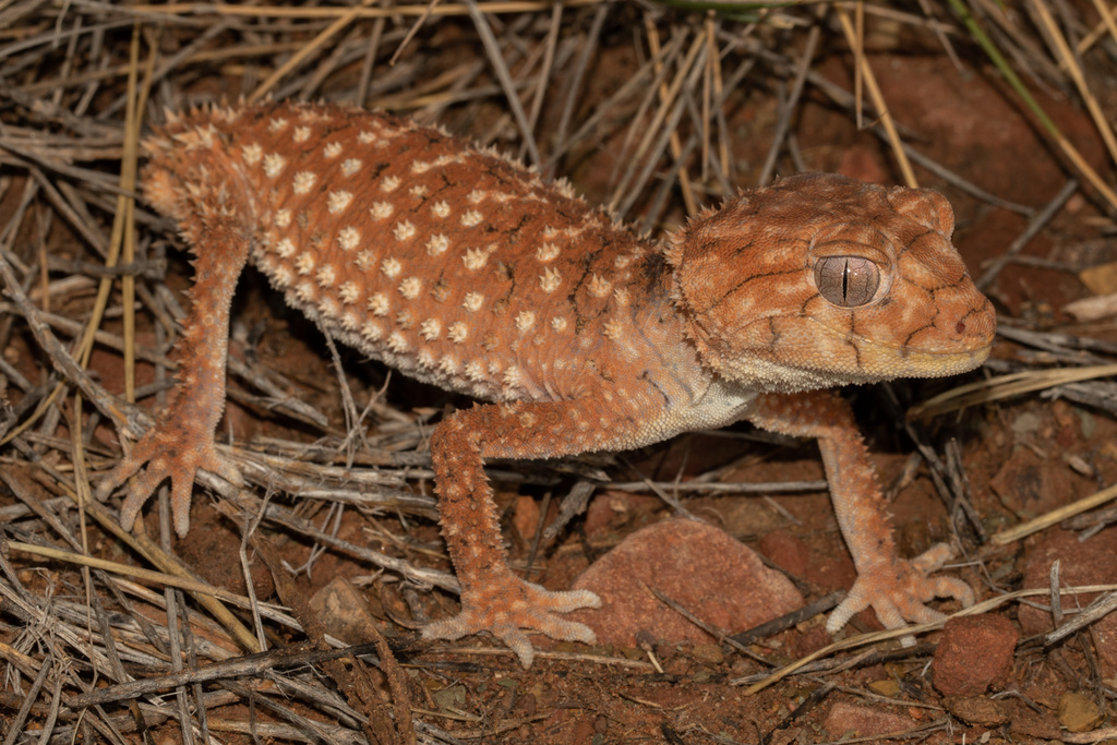 Centralian Rough Knob-tailed Gecko from B7, Hugh, NT, AU on November 5 ...