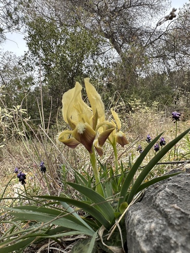 Dwarf Iris