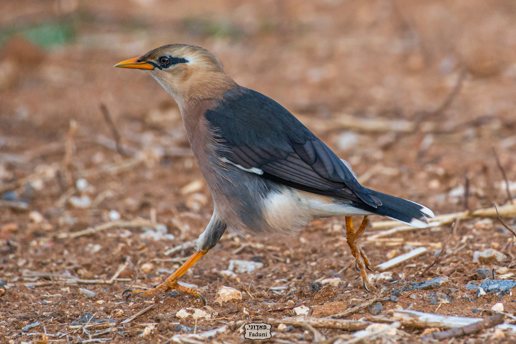 Burmese Myna (Acridotheres burmannicus) photo