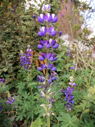 Lupinus pubescens · iNaturalist