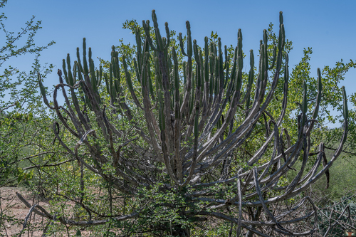 Euphorbia dispersa