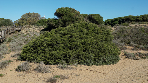 Avistamiento Sabina mora (Coto del Rey, Doñana sevillana)