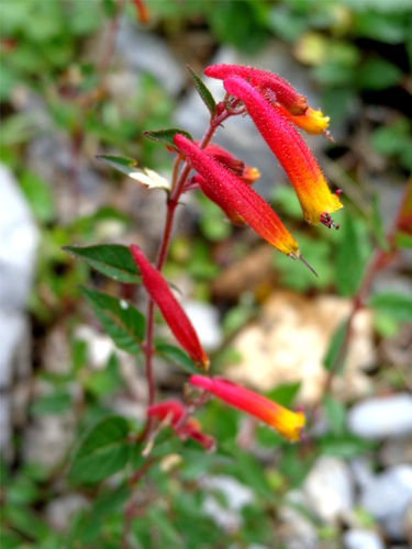 Cuphea cyanea