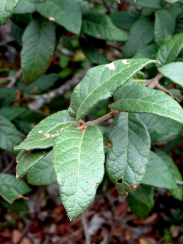 Quercus miquihuanensis