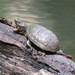Loggerhead Musk Turtle - Photo (c) Kevin C, all rights reserved, uploaded by Kevin C