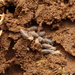 Apicotermitinae - Photo (c) Sebastian Ploner, todos los derechos reservados, subido por Sebastian Ploner
