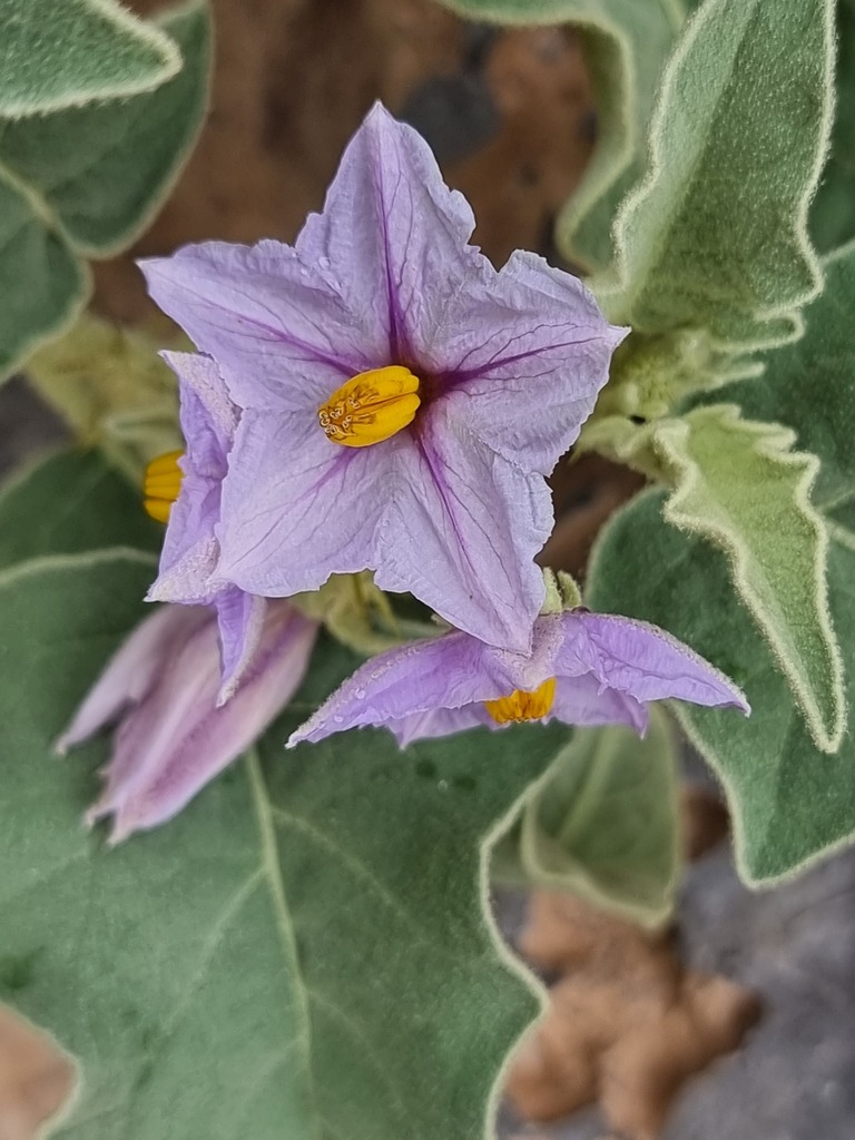 Solanum incanum (Solanum incanum)