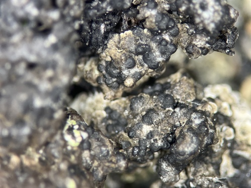 Polyblastia sendtneri
