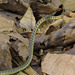 Dendrelaphis inornatus - Photo (c) Susan Myers, όλα τα δικαιώματα διατηρούνται, uploaded by Susan Myers
