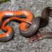 Cobra-de-Barriga-Vermelha - Photo (c) J.D. Willson, todos os direitos reservados