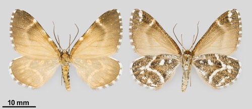 iNaturalist observation photo of Stamnodes marmorata