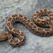 Guerreran Pygmy Rattlesnake - Photo (c) Mike Rochford, all rights reserved, uploaded by Mike Rochford