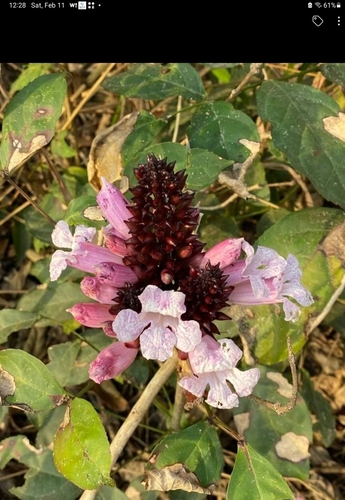 Newbouldia laevis