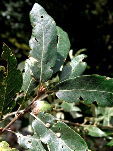Quercus flocculenta