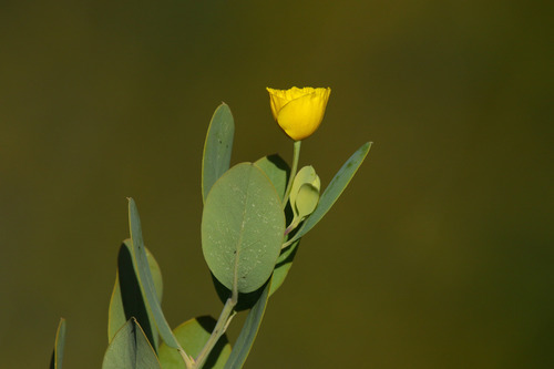Island Bush Poppy