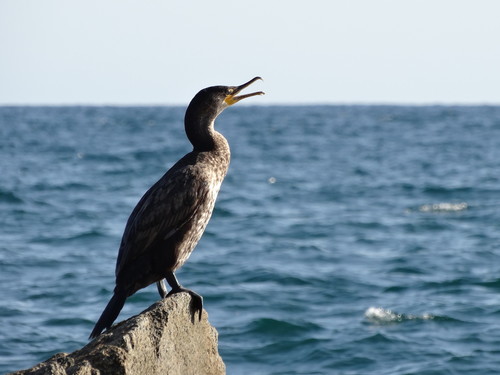 Japanese Cormorant