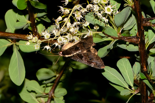 Sundowner moth