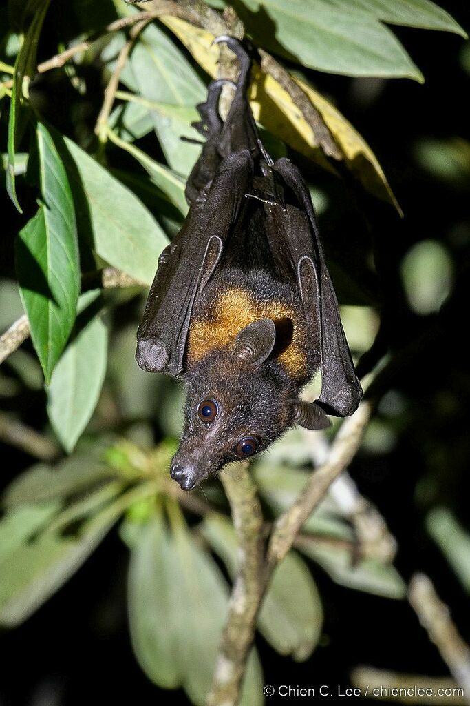 Big-eared Flying-fox from Merauke Regency, Papua, Indonesia on ...