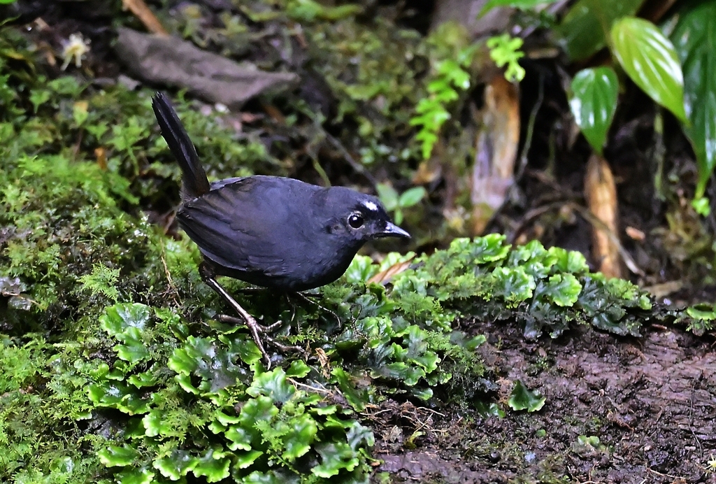 White-crowned Tapaculo photo
