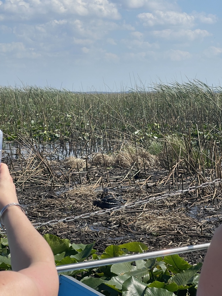 American Alligator from East Lake Tohopekaliga, Saint Cloud, FL, US on February 28, 2023 at 01
